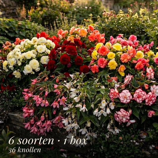 Begonia Sommergarten-Kollektion