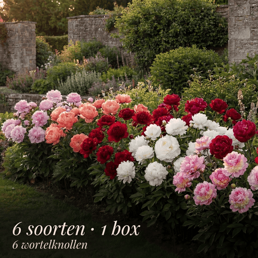 Pfingstrosen Sommergarten Kollektion