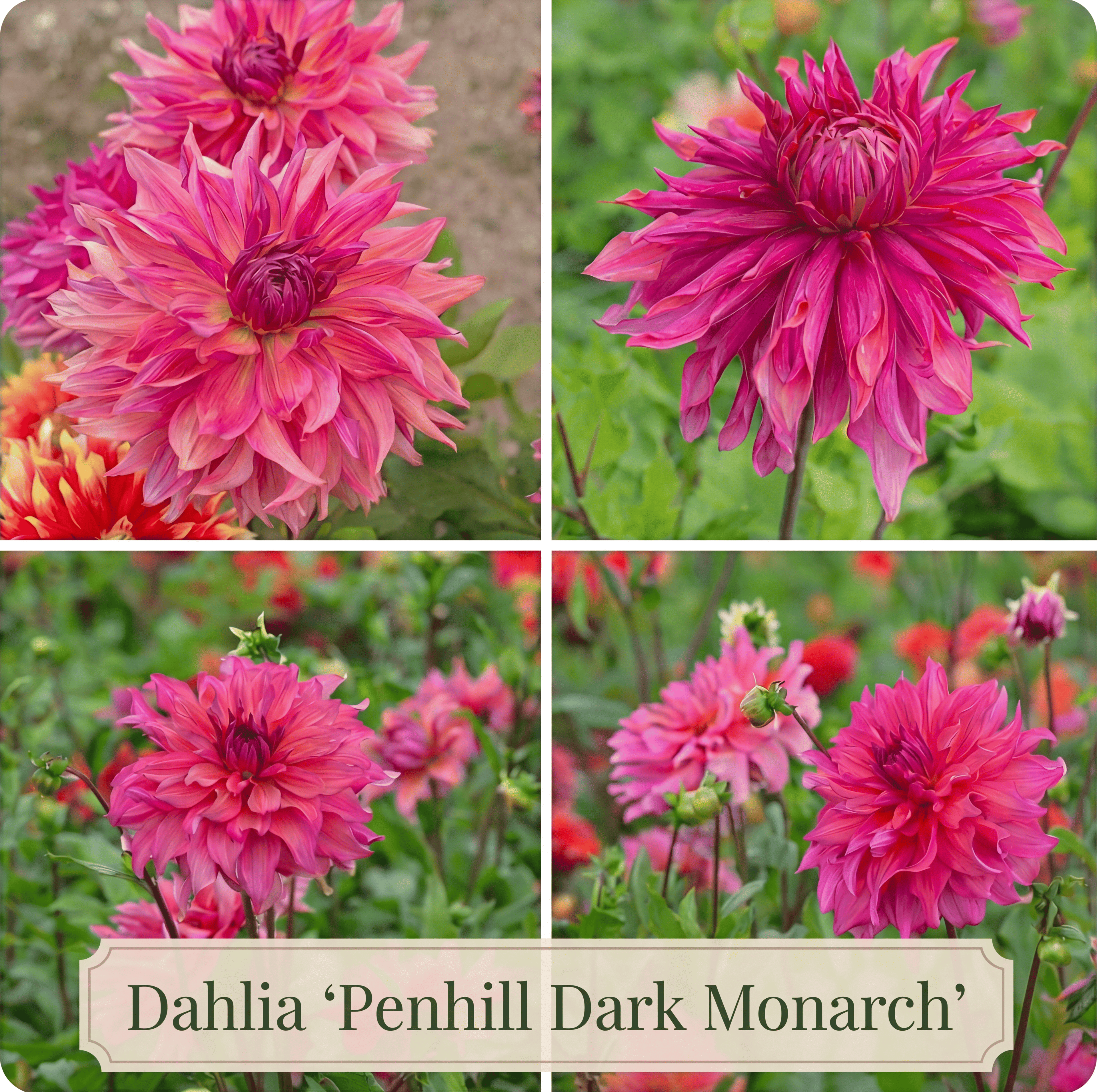 Dahlien Sommergarten Kollektion