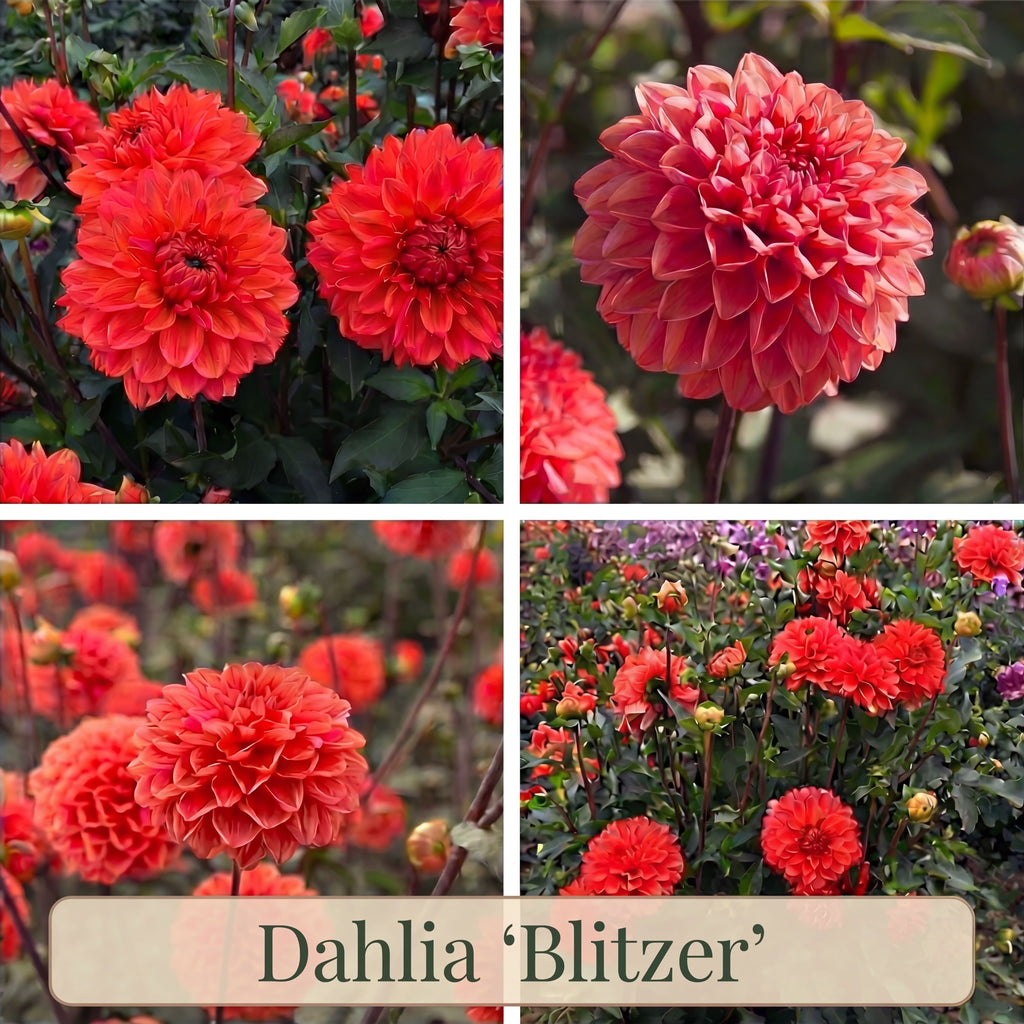 Dahlien Sommergarten Kollektion