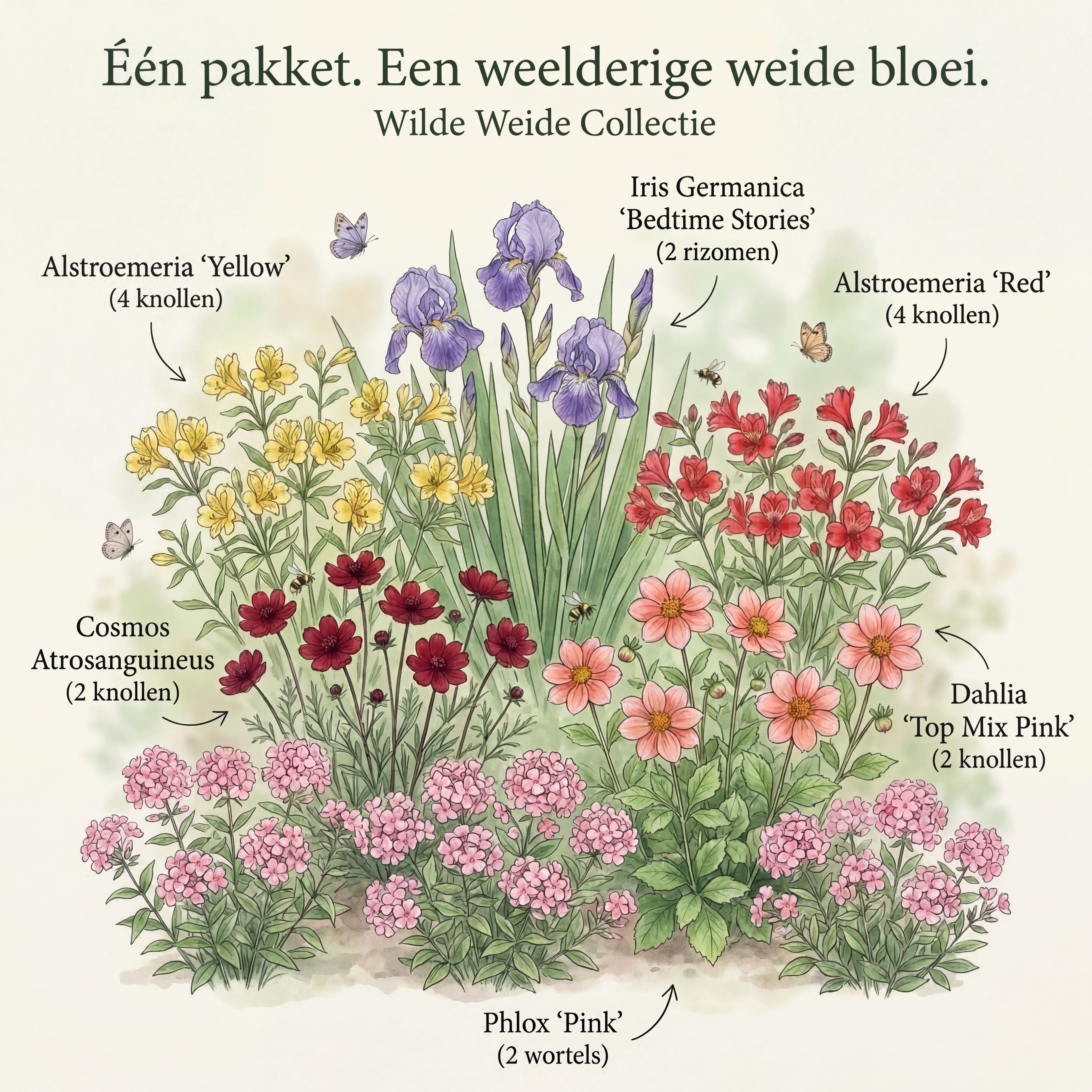Kollektion „Wiesenwunder“