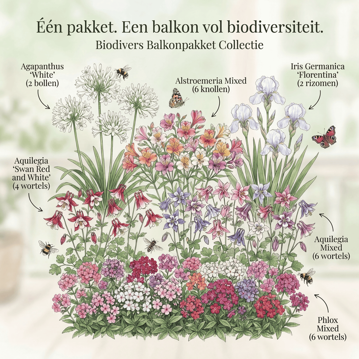 Balkon-Bestäuber-Paket
