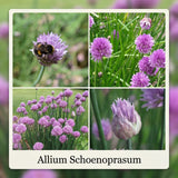 Sammlung Bienenbuffet Garten