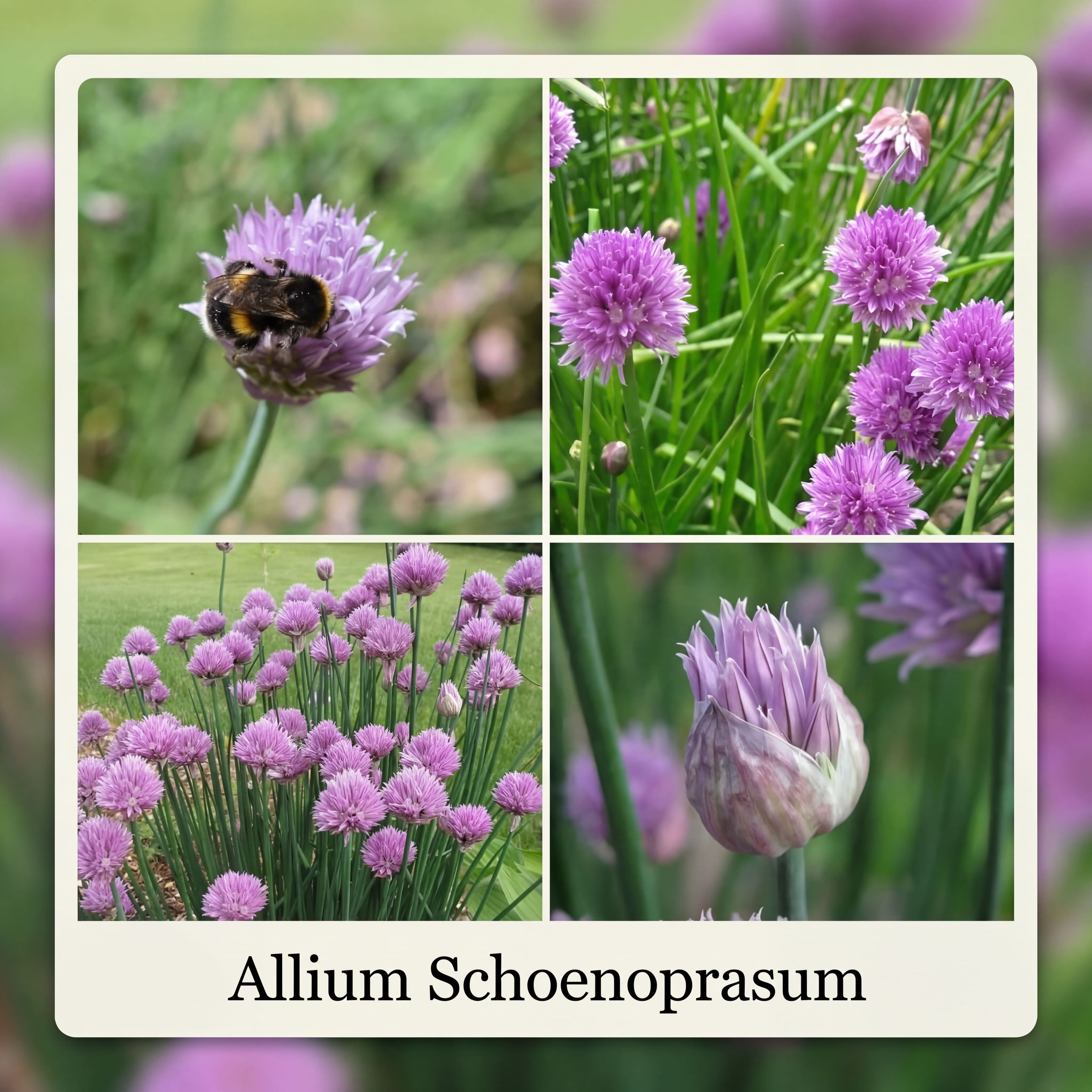 Sammlung Bienenbuffet Garten