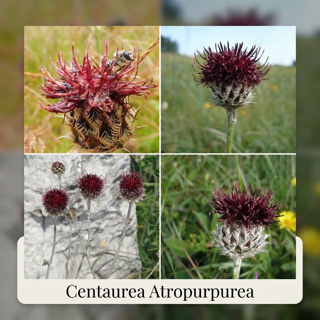 Sammlung Bienenbuffet Garten