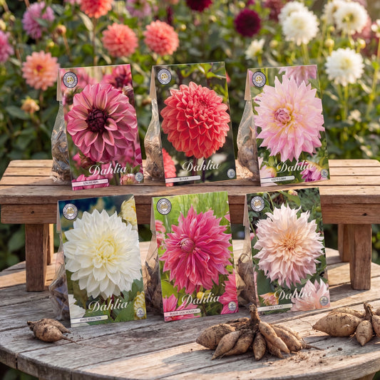 Dahlien Sommergarten Kollektion