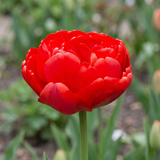 Tulipa Abba close-up