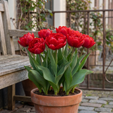 Tulipa Abba in een terracotta pot op een terras