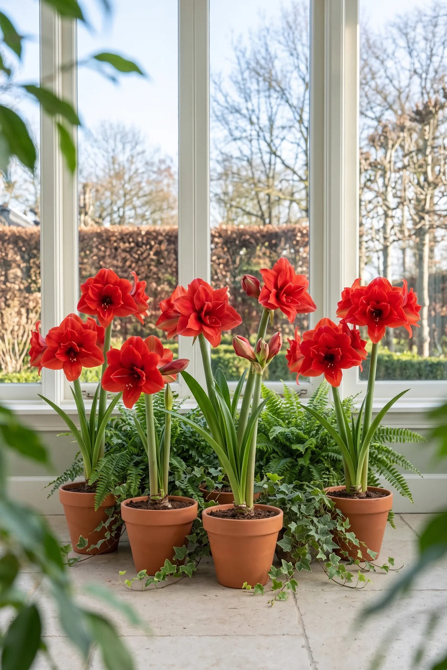 Hippeastrum Cherry Nymph — groep in de tuinborder