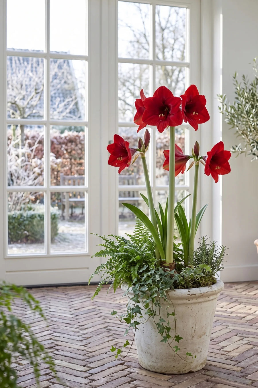 Hippeastrum Red Lion — in de border