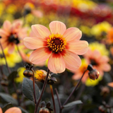 Sammlung Einzigartige Herzen