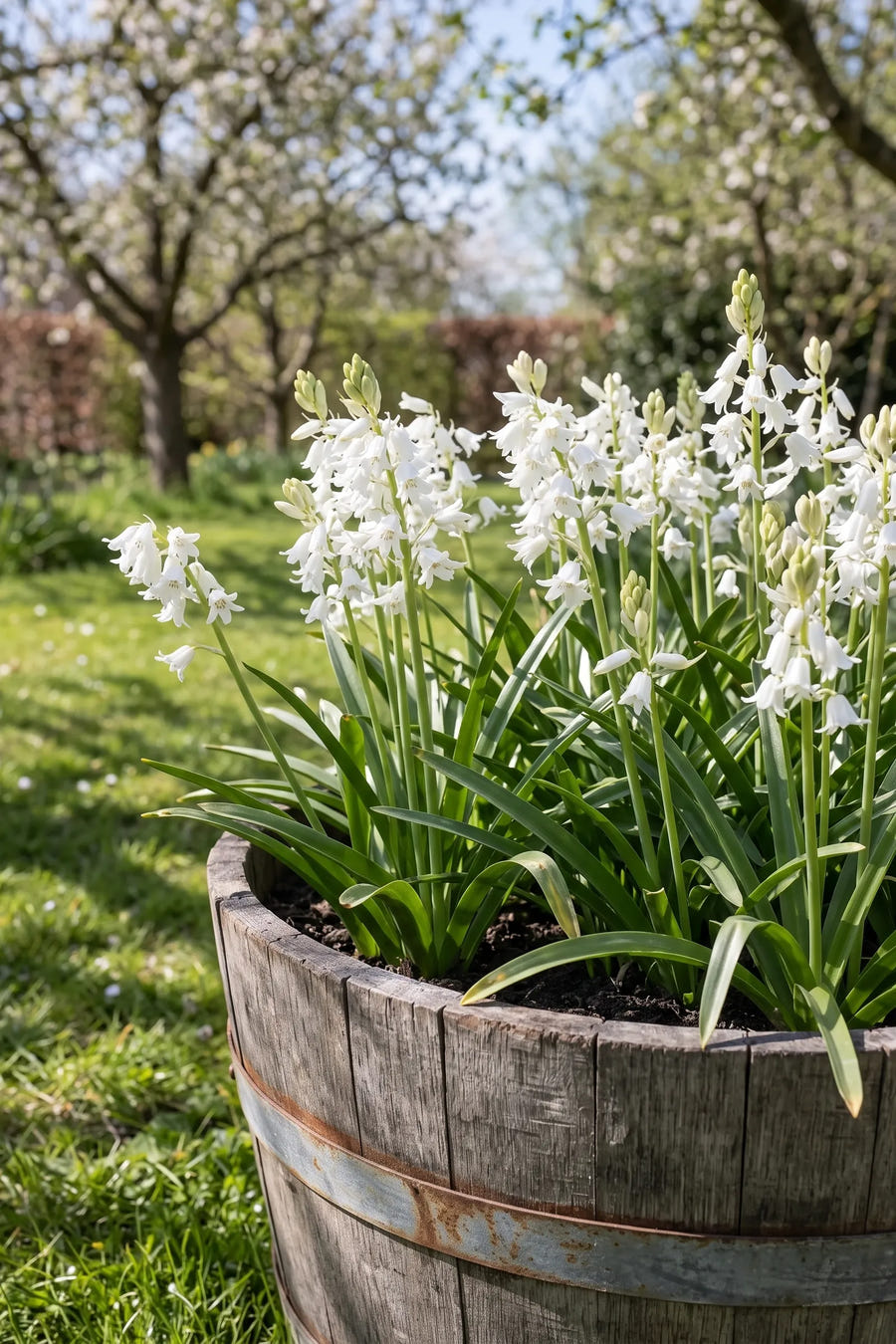 Hyacinthoides White — in pot op terras