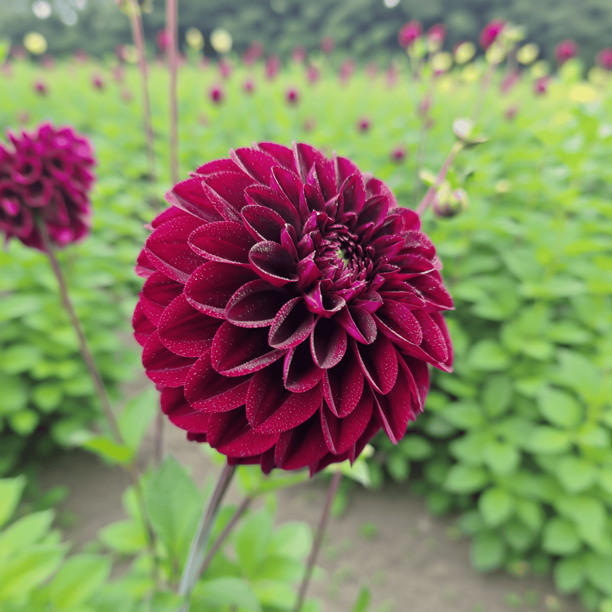 Dahlia Isas Dunkelheit