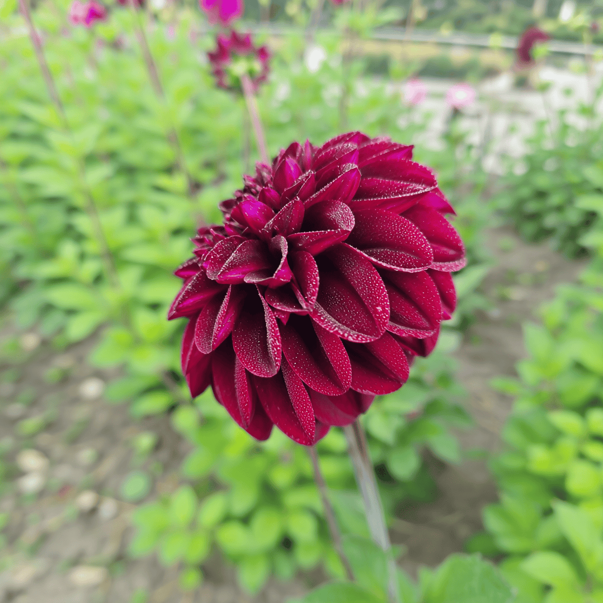 Dahlia Isas Dunkelheit