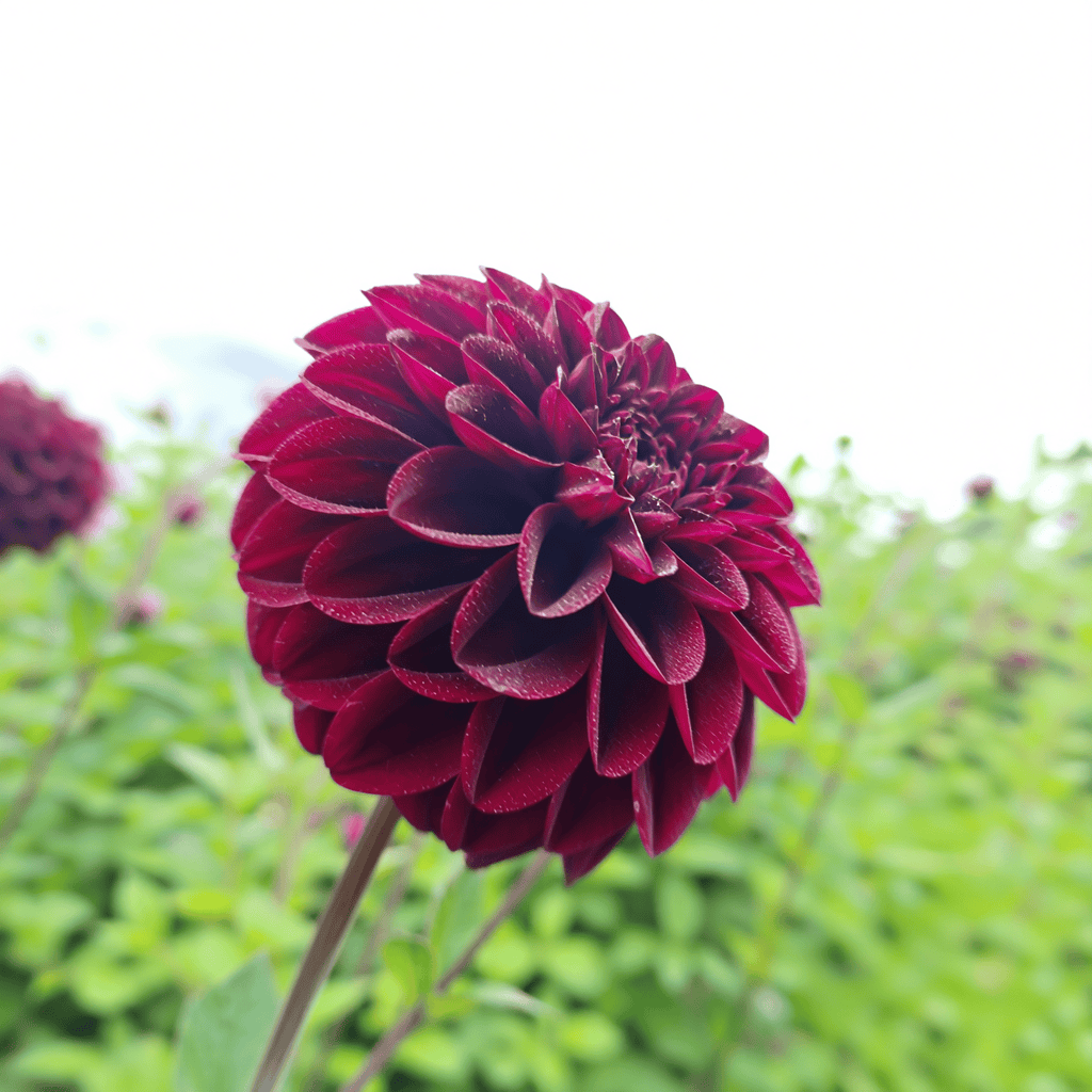 Dahlia Isas Dunkelheit