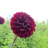 Dahlia Isas Dunkelheit
