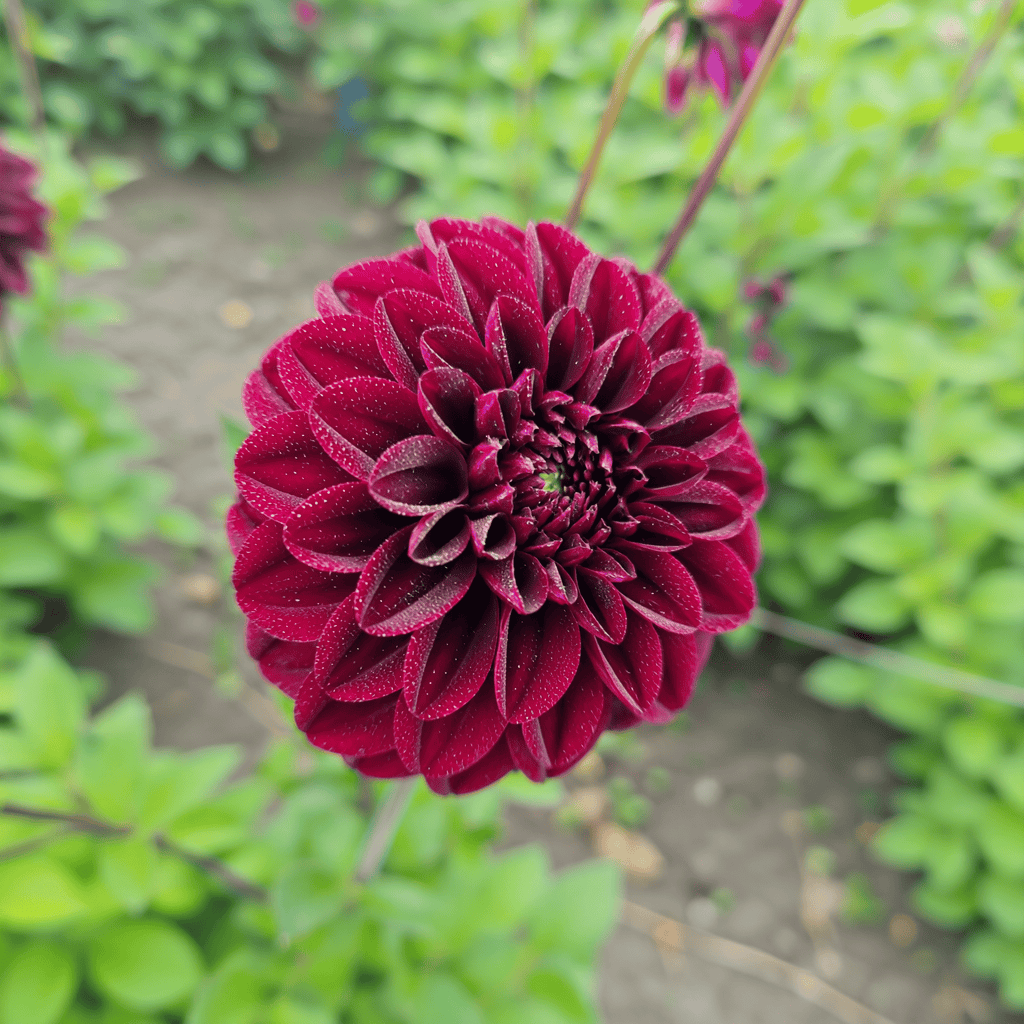 Dahlia Isas Dunkelheit