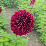 Dahlia Isas Dunkelheit