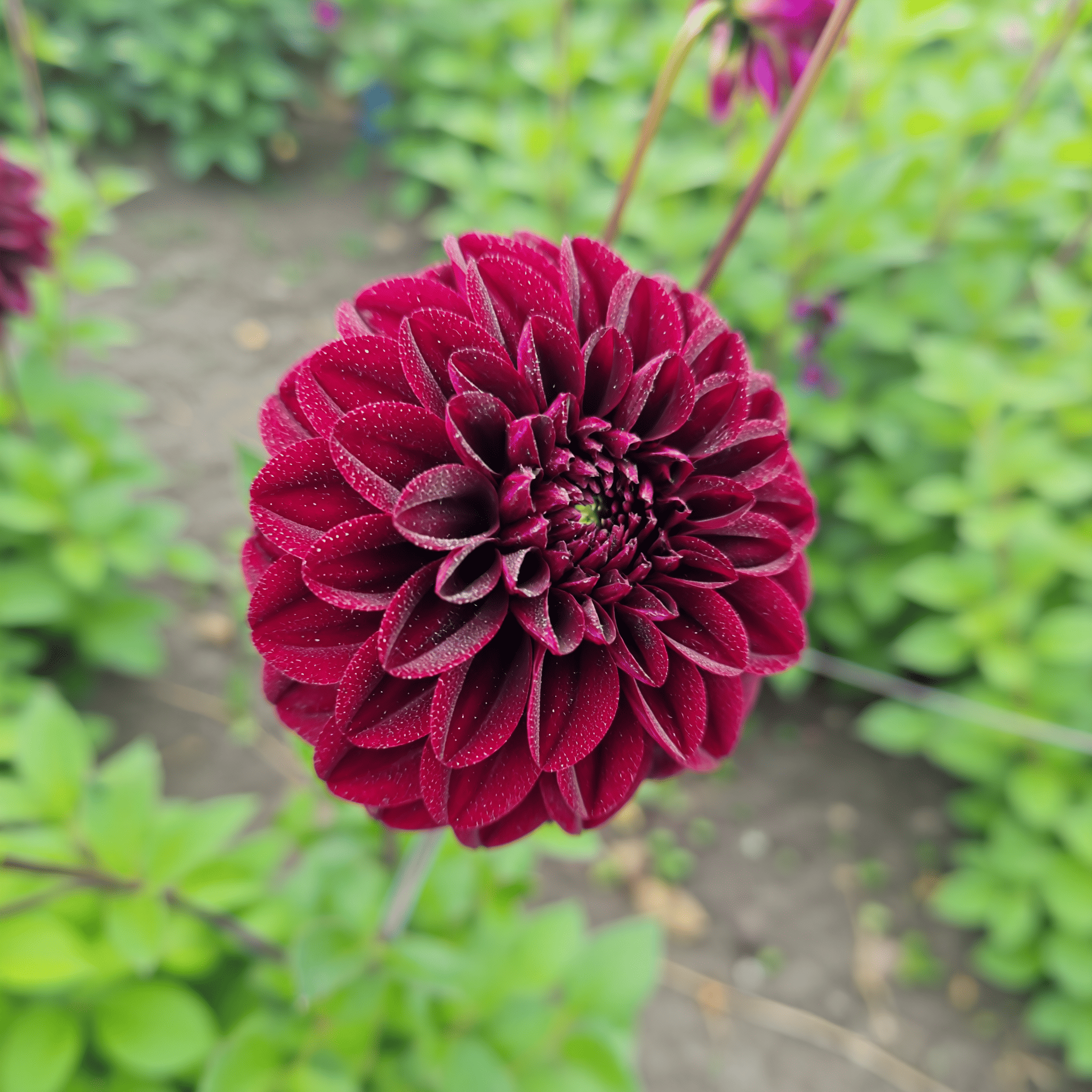 Dahlia Isas Dunkelheit