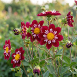 Kollektion Blüten der Leidenschaft