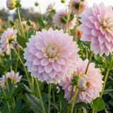 Kollektion Rosa Herzen