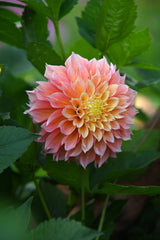 Dahlia Kogane