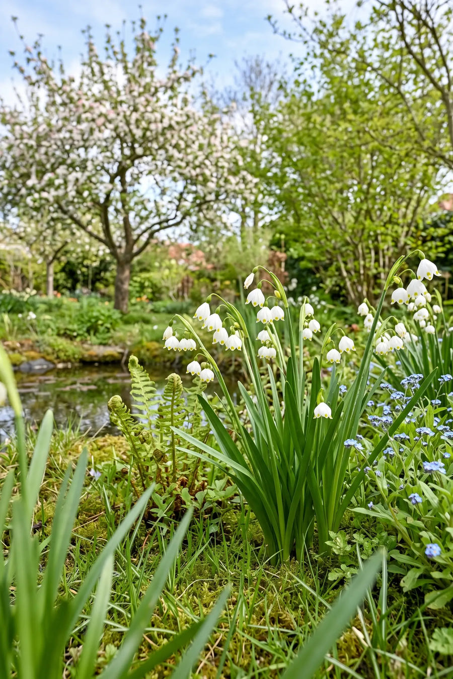 Leucojum Aestivum — in de tuin, extra beeld