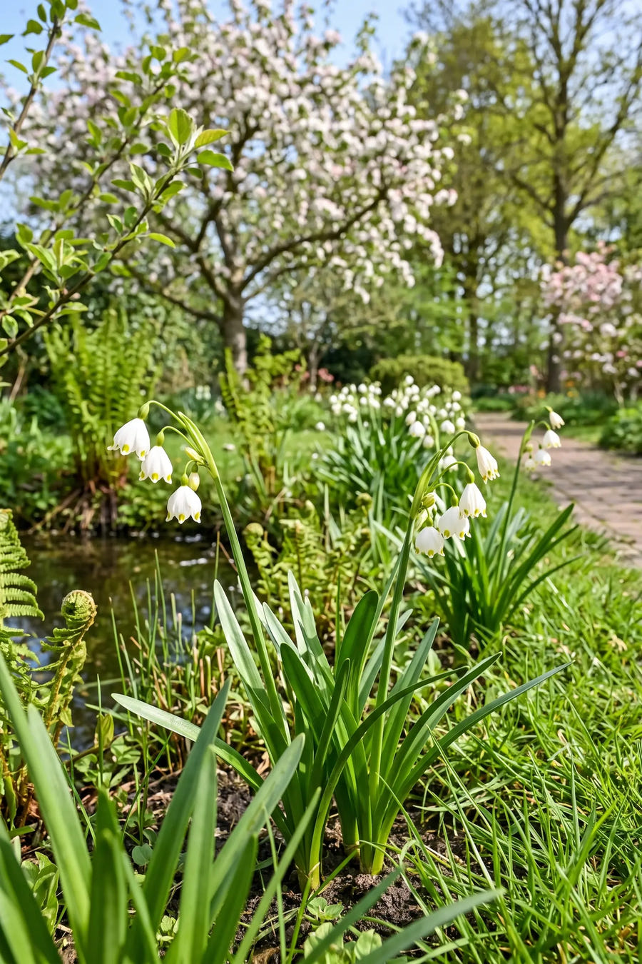 Leucojum Aestivum — in de tuin