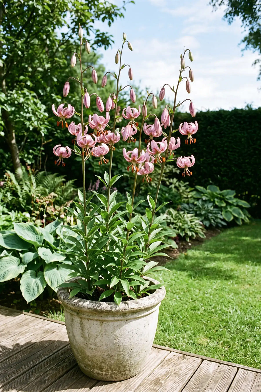 Lilium Pink Morning — in pot op terras, extra beeld