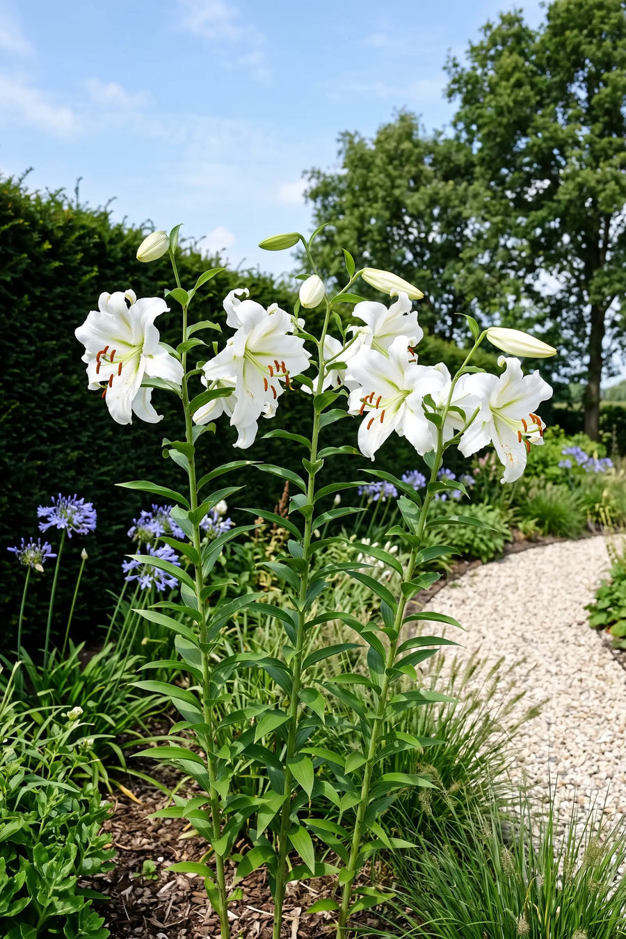 Lilium Siberia — in de border, extra beeld
