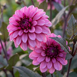 Kollektion Rosa Herzen