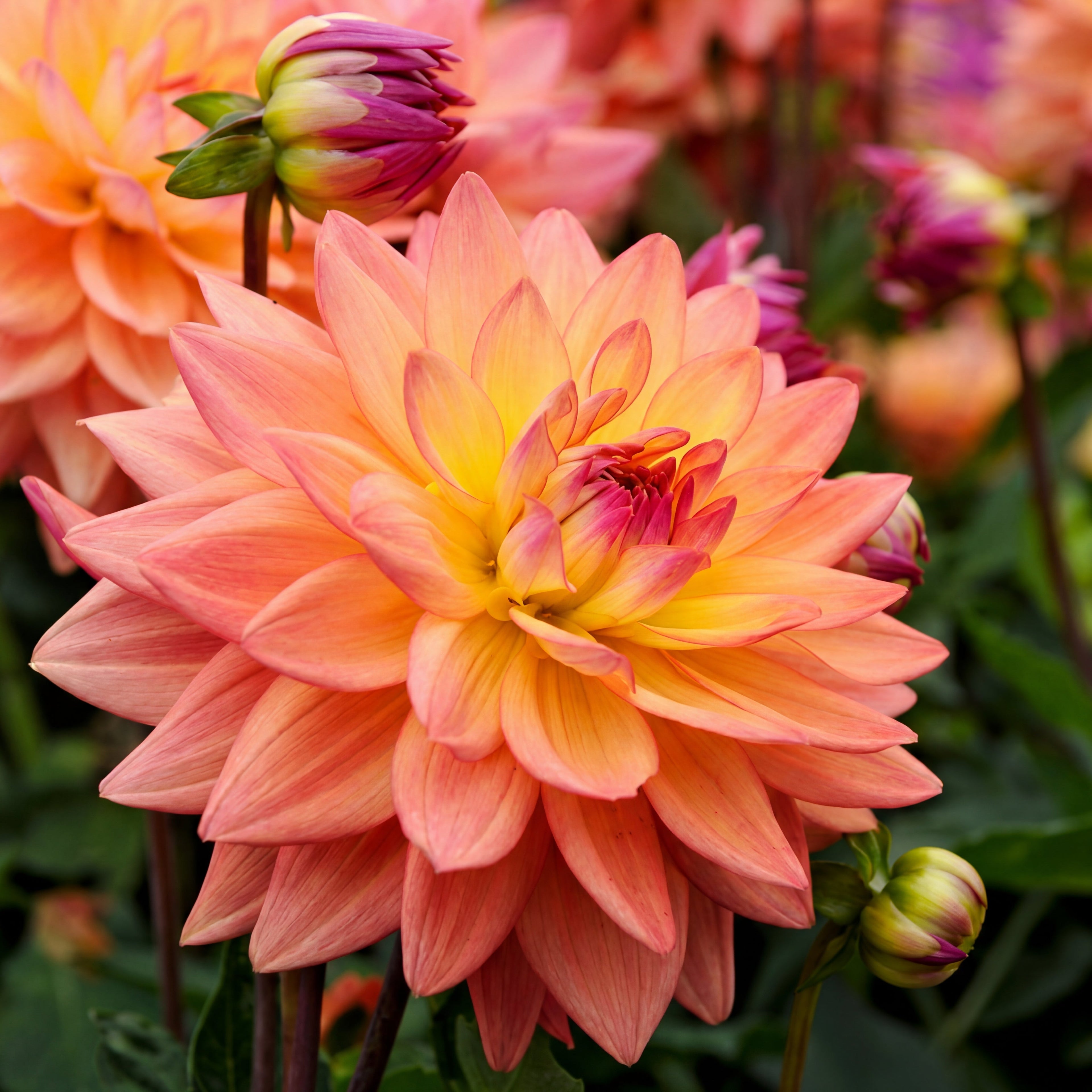 Dahlia Melody Dora