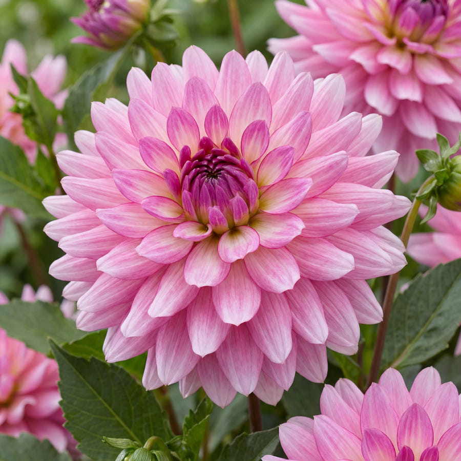 Dahlia Melody Lizza