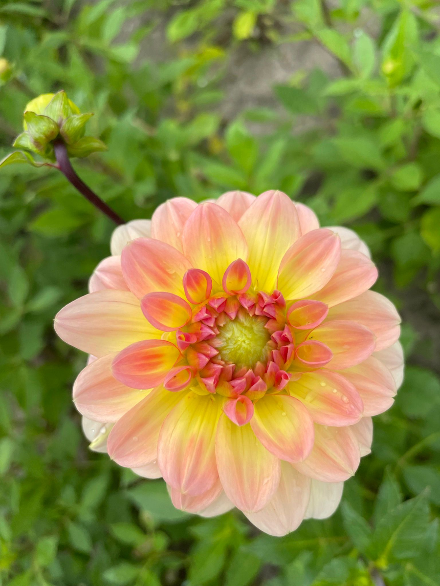 Dahlie Morning Glory