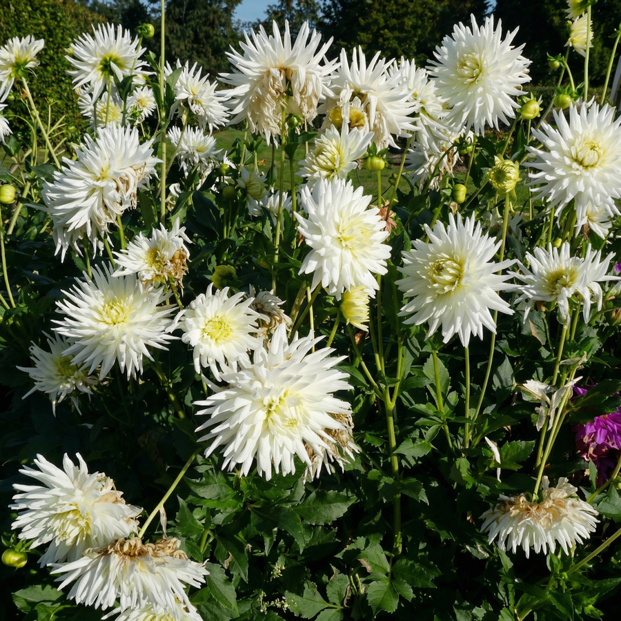 Dahlia My Love