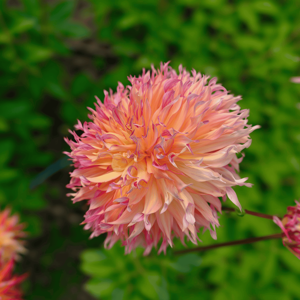 Dahlia Myrtl Folly