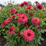 Kollektion Rosa Herzen