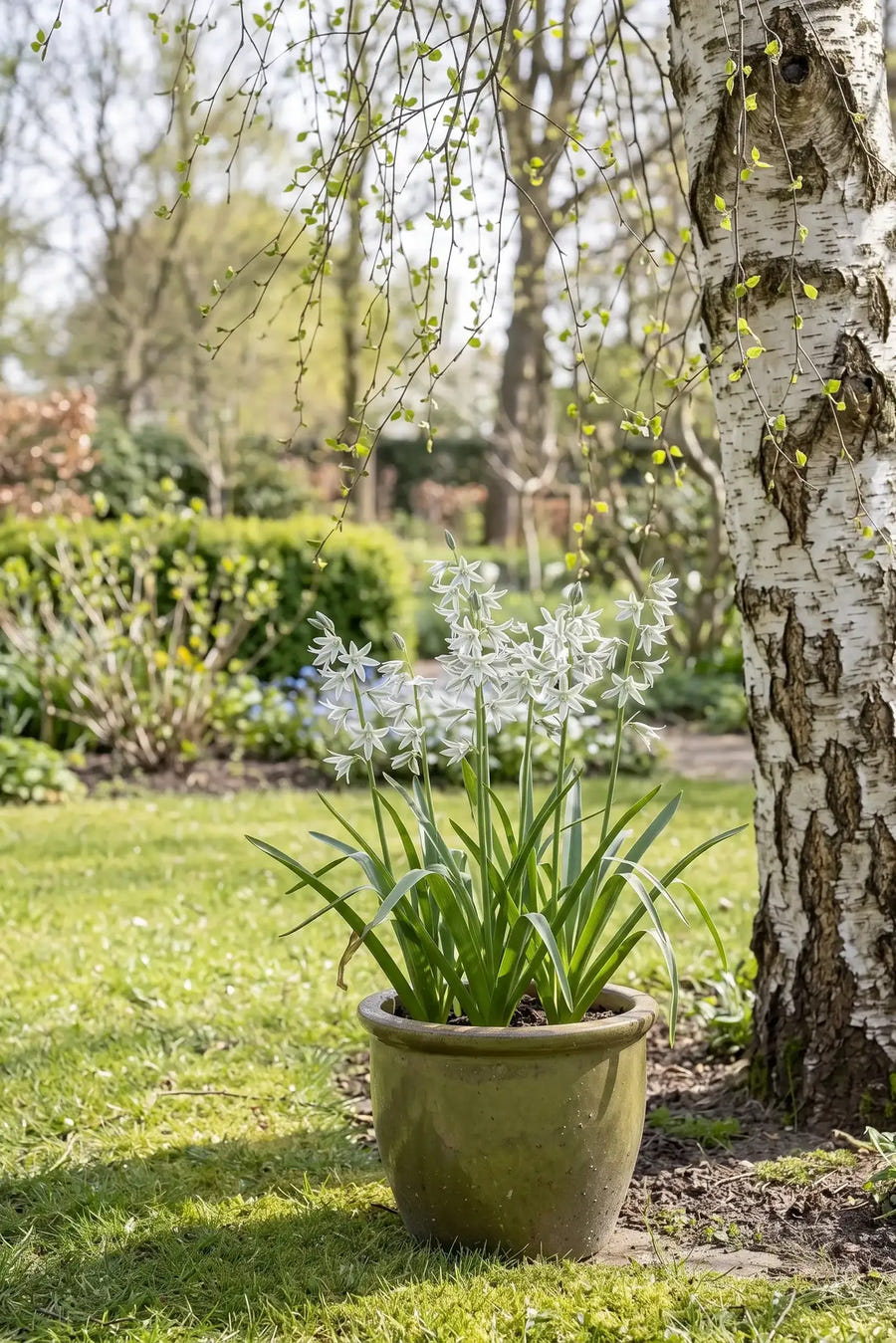 Ornithogalum Nutans — in pot op terras