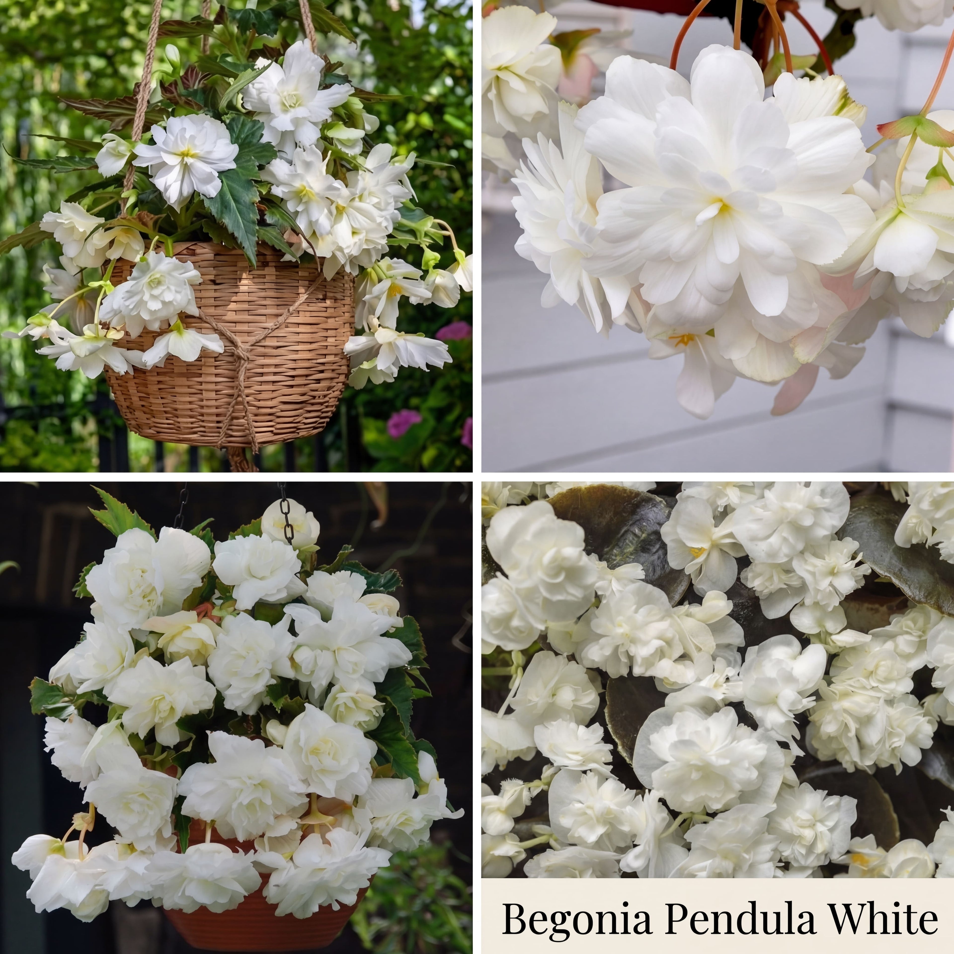 Begonia Sommergarten-Kollektion