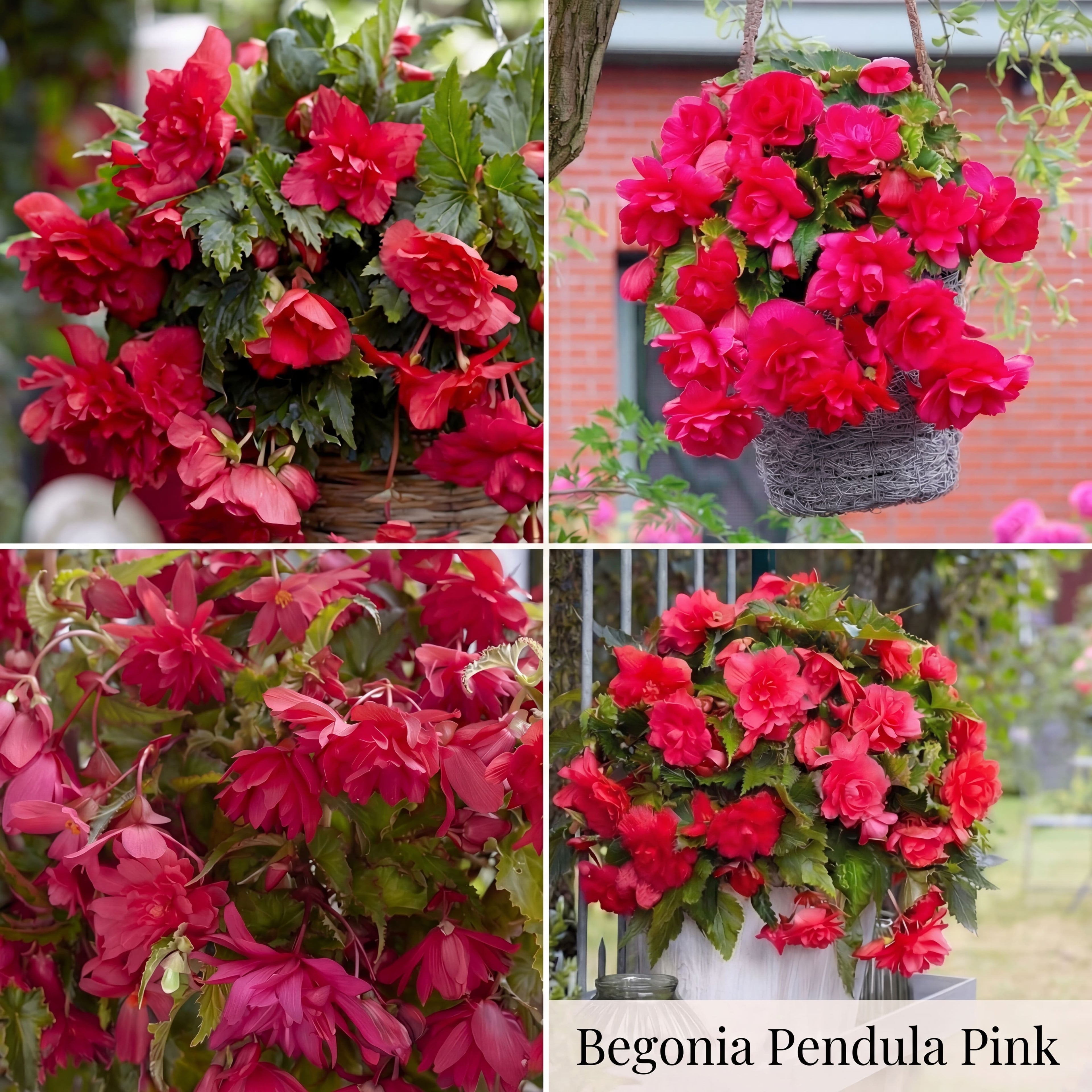 Begonia Sommergarten-Kollektion