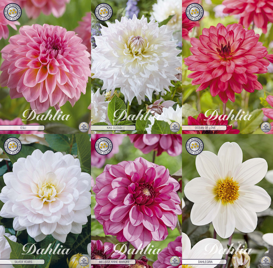 Kollektion Rosa Herzen