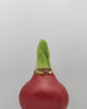 Time-lapse: Waxz Amaryllis XXL groeit van bol tot volle bloei
