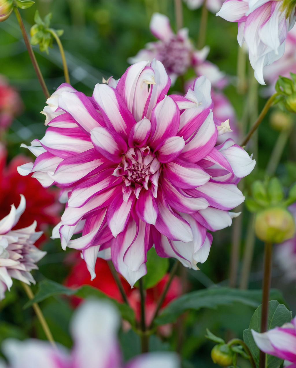 Dahlia Radegast