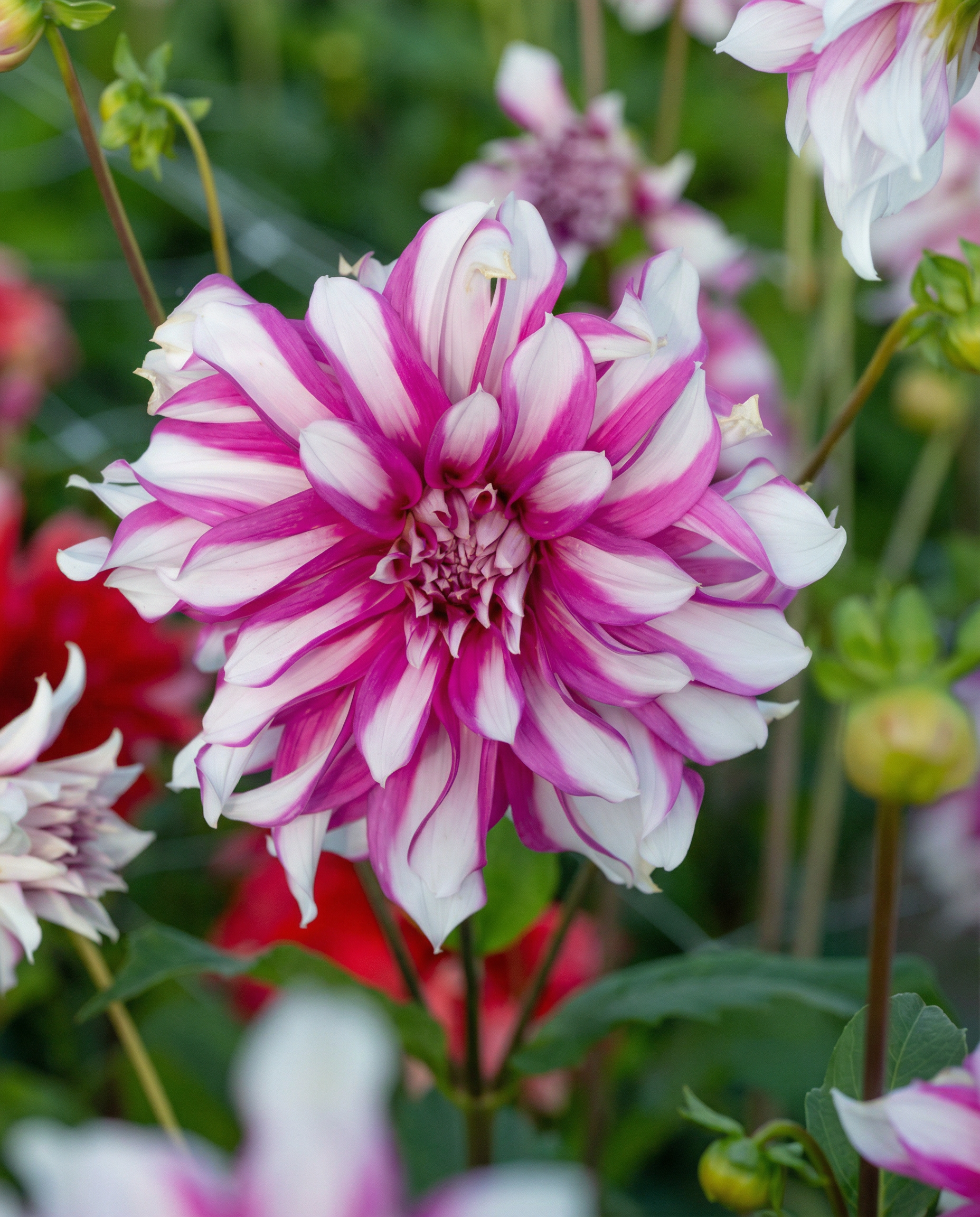 Dahlia Radegast