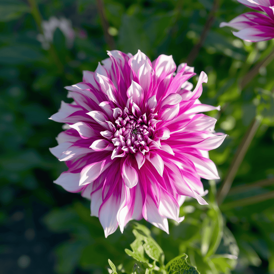 Dahlia Radegast