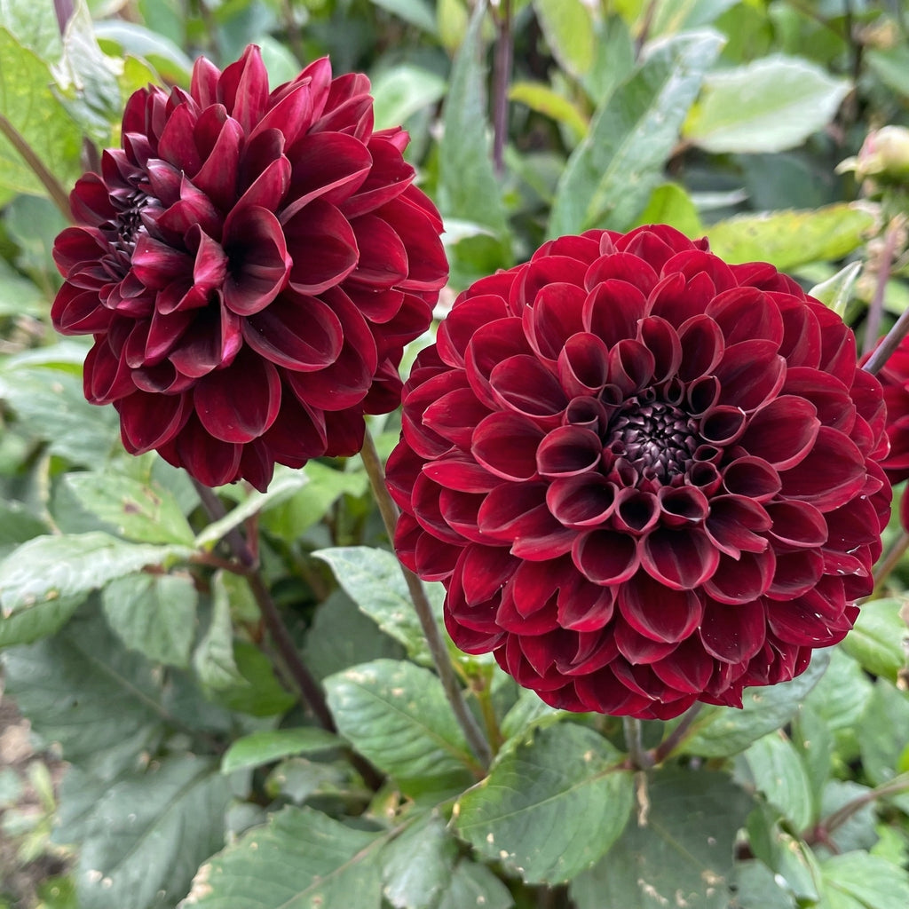 Kollektion Wachsende Liebe