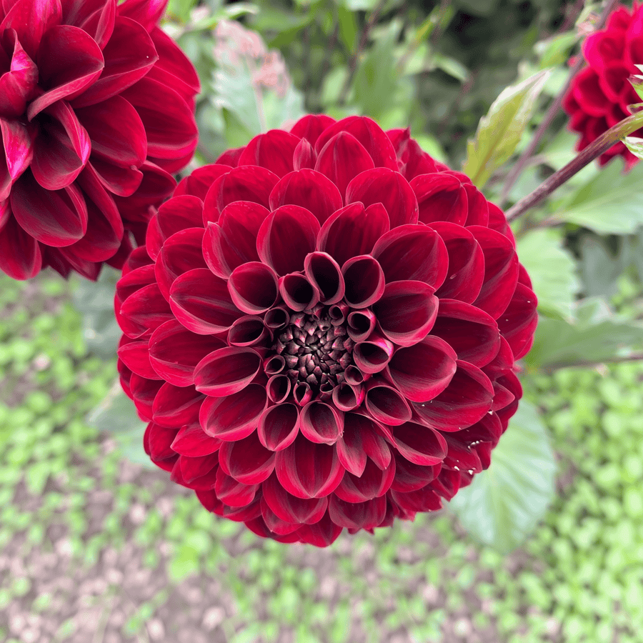 Dahlie Red Dark Wave