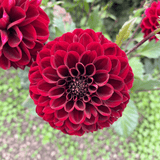 Dahlie Rot Dark Wave