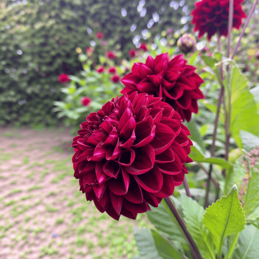 Dahlie Red Dark Wave