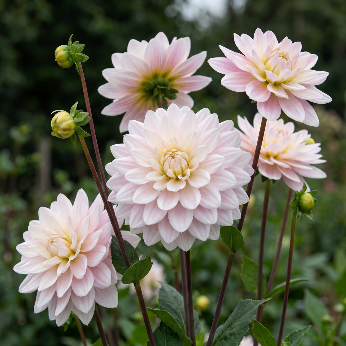 Sammlung Klassische Romanzen